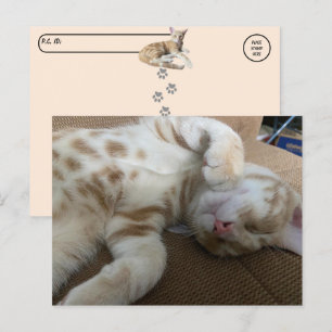 Postcrossing - Taz The Adorable Ginger Tabby - Cat Postcard