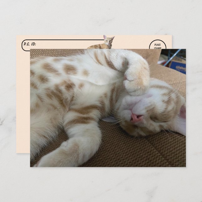 Postcrossing - Taz The Adorable Ginger Tabby - Cat Postcard (Front/Back)