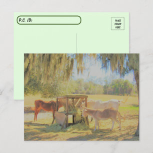 Postcrossing =The Feed Station 2 Horses and Donkey Postcard