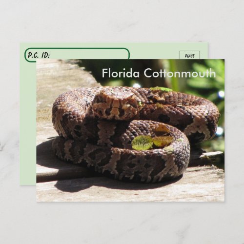 Postcrossing _ The Florida Cottonmouth Postcard