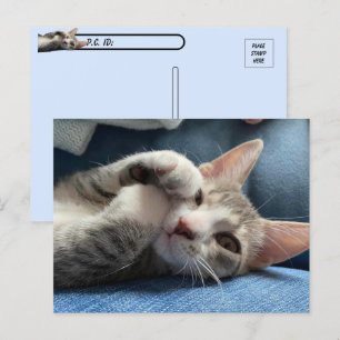 Postcrossing Tito Bandito The Cutest Kitten / Cat Postcard