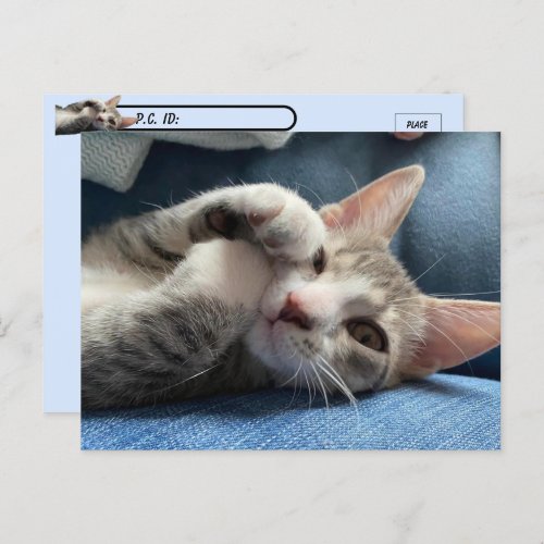 Postcrossing Tito Bandito The Cutest Kitten  Cat Postcard