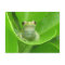 Postcrossing Tree Frog on Blood Orange Leaf 