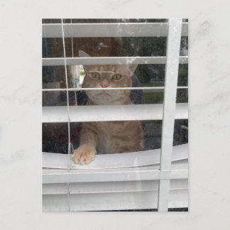 Postcrossing - Where's Mom Cat Postcard