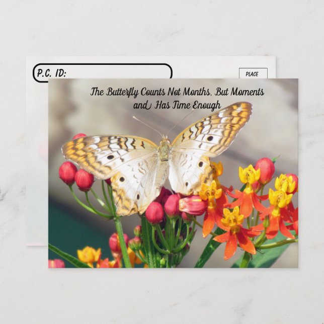 Postcrossing - White Peacock Butterfly Quote Postcard (Front/Back)