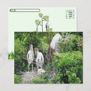Postcrossing - Woodstork and Juveniles Postcard