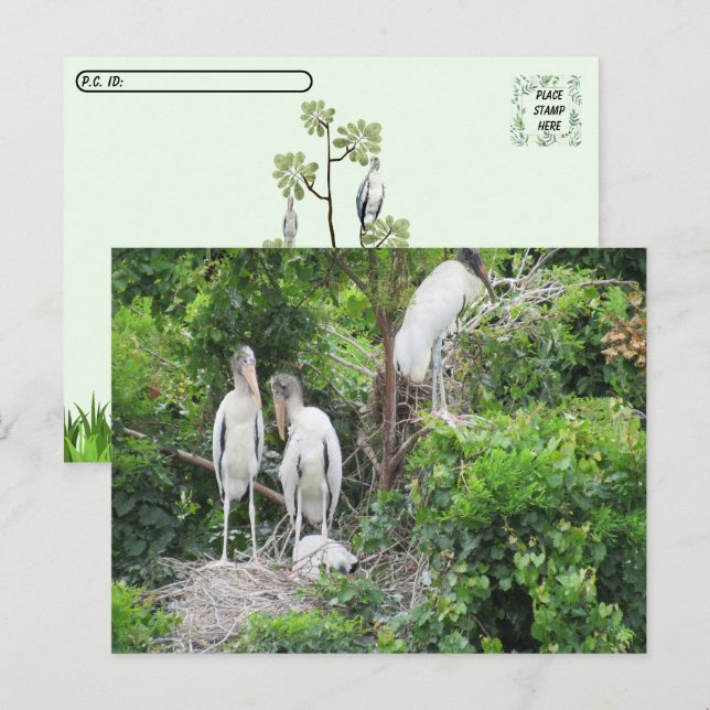 Postcrossing - Woodstork and Juveniles Postcard (Front/Back)