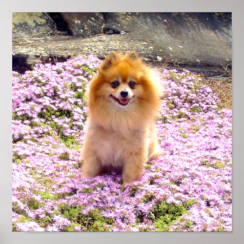 Poster 12x12 Pomeranian Marley with pink flowers