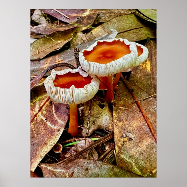 Poster 18 x 24 (Front)