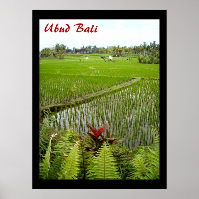 Poster  (18" x 24") The Flowering Ubud Bali (Front)