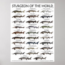 POSTER - 18X24 - STURGEON OF THE WORLD -FIRST EVER