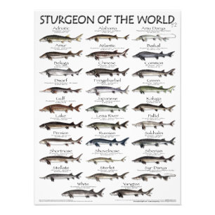 POSTER - 18X24 - STURGEON OF THE WORLD -FIRST EVER