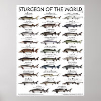 POSTER - 18X24 - STURGEON OF THE WORLD -FIRST EVER