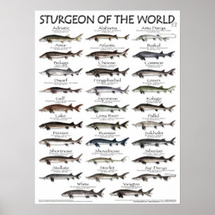 POSTER - 18X24 - STURGEON OF THE WORLD -FIRST EVER