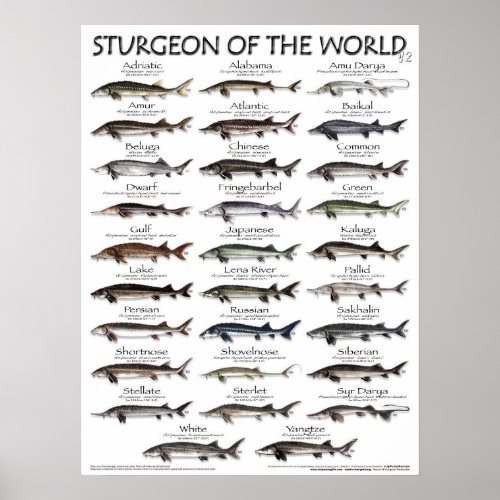 POSTER _ 18X24 _ STURGEON OF THE WORLD _FIRST EVER
