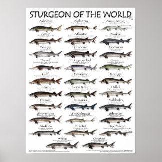 POSTER - 18X24 - STURGEON OF THE WORLD - fish