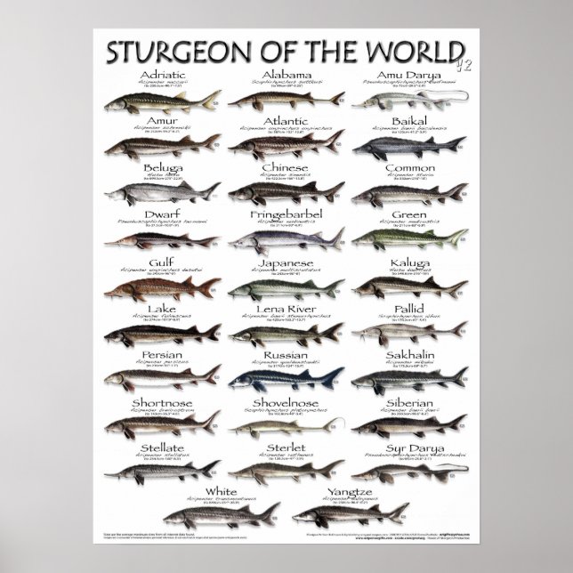 POSTER - 18X24 - STURGEON OF THE WORLD - fish (Front)