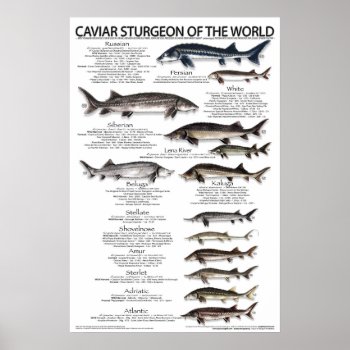 Poster - 20x30 - Caviar Sturgeon Of The World by gmsturg at Zazzle