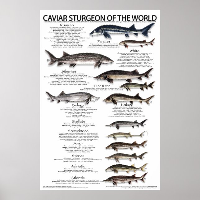 POSTER - 20x30 - CAVIAR STURGEON of THE WORLD (Front)