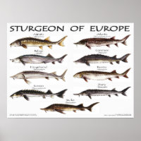 POSTER - 24x18 - STURGEON of EUROPE -(original)