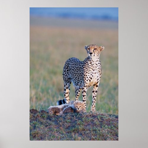 Poster _ 24x36 Cheetah mother and cubs
