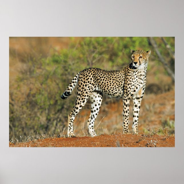 Poster - 36x24 Cheetah (Front)