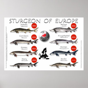 POSTER - 36x24 - STURGEON of EUROPE
