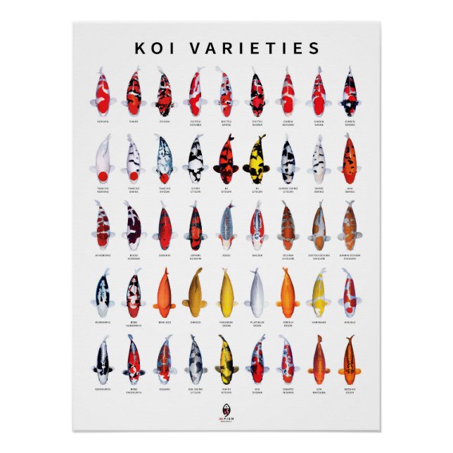 Poster 45 Types of Koi (Front)