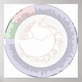 Poster A phylogenetic tree of life Chart