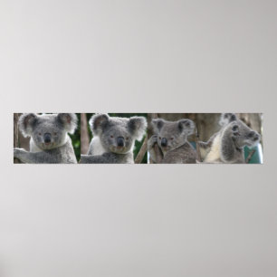 Poster Adopt A Koala Australia