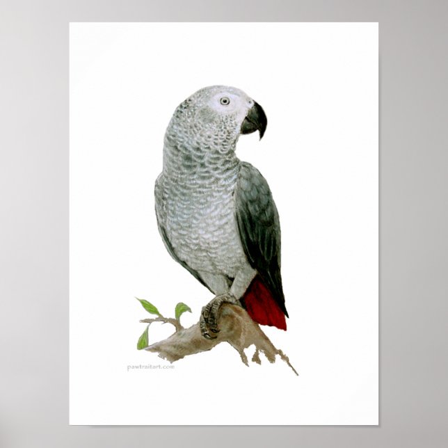 Poster - African Grey (Front)