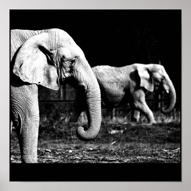 Poster-Animals-32 Poster (Front)