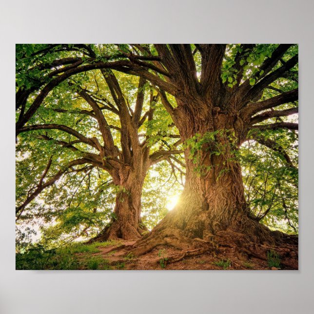 poster Arvore da Vida (Front)