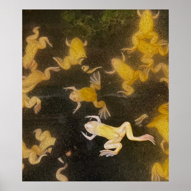 POSTER Backpack picture science frogs swimming  (Front)