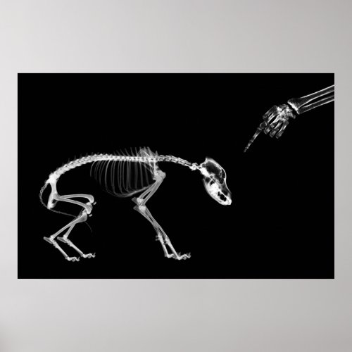 Poster_ Bad Dog Xray Skeleton Black White Poster