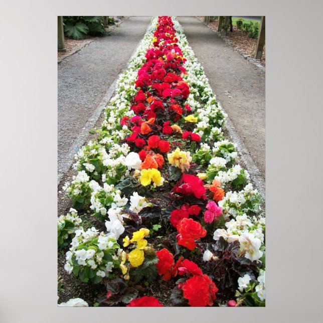 Poster Begonias (Front)
