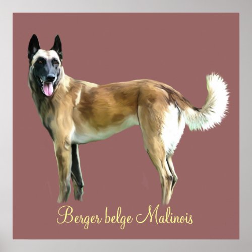 poster berger belge malinois