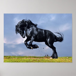 Poster - Black Friesian Horse Running Free