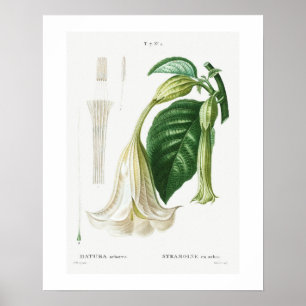 POSTER : BOTANICAL : ANGEL'S TRUMPET : REDOUTÉ