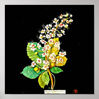 Poster-Botanical Art-Mary Delany 11 Poster