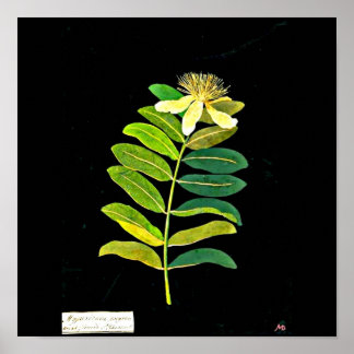 Poster-Botanical Art-Mary Delany 13 Poster