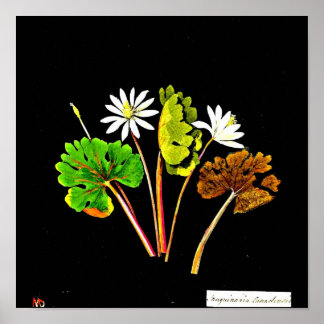 Poster-Botanical Art-Mary Delany 14 Poster