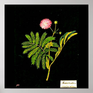 Poster-Botanical Art-Mary Delany 21 Poster