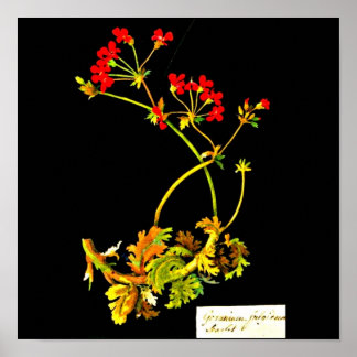 Poster-Botanical Art-Mary Delany 22 Poster