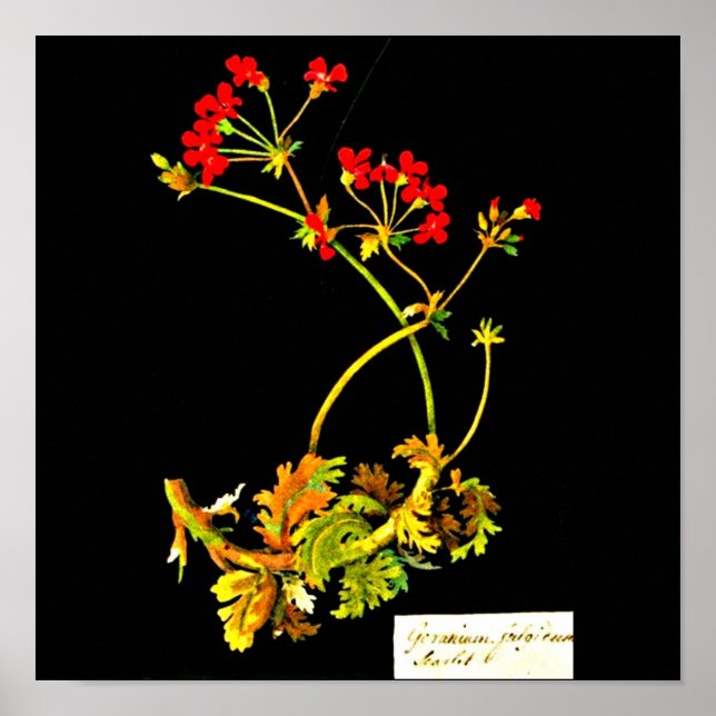 Poster-Botanical Art-Mary Delany 22 Poster (Front)