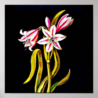 Poster-Botanical Art-Mary Delany 3 Poster