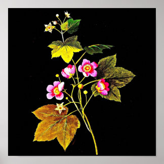 Poster-Botanical Art-Mary Delany 4 Poster