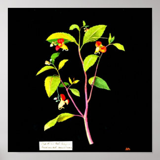 Poster-Botanical Art-Mary Delany 7 Poster
