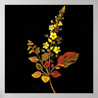 Poster-Botanical Art-Mary Delany 8 Poster