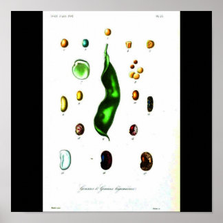 Poster-Botanicals-Beans Poster